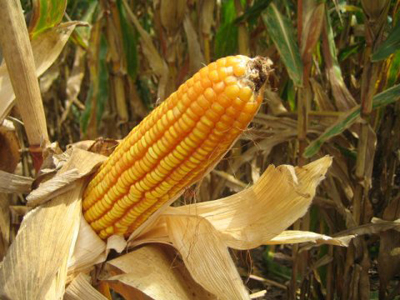 corn