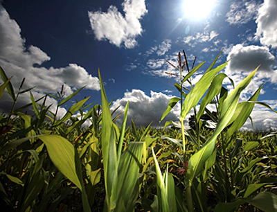 corn