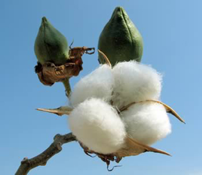 cotton-plant
