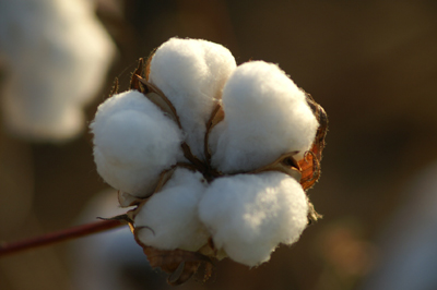 cotton