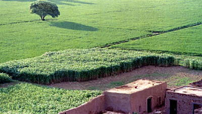 punj