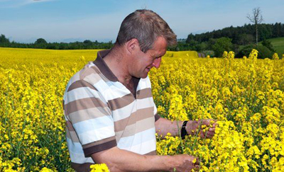 rapeseed
