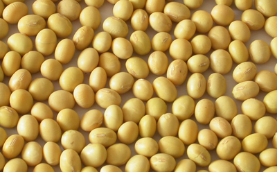 soy