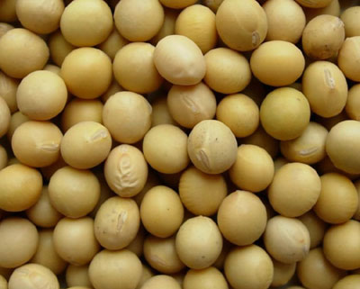 soy