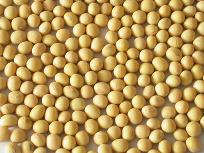 soybean