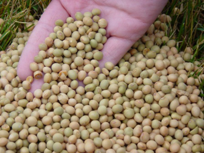 soybeans