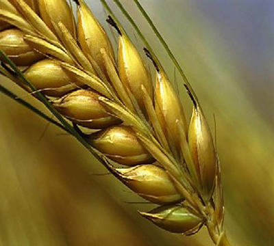 wheat-grain