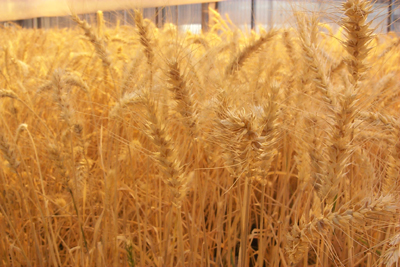 wheat03