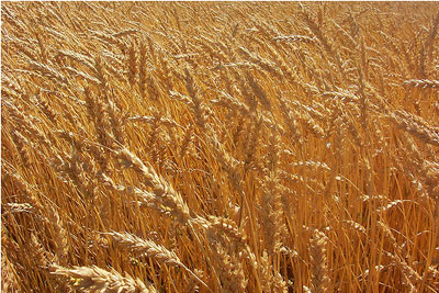 wheat