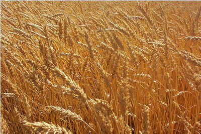 bigger-wheat