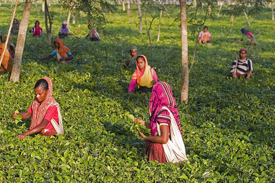 bangladesh-tea