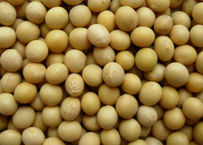soyabean