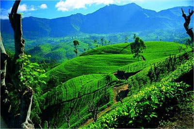 ceylon