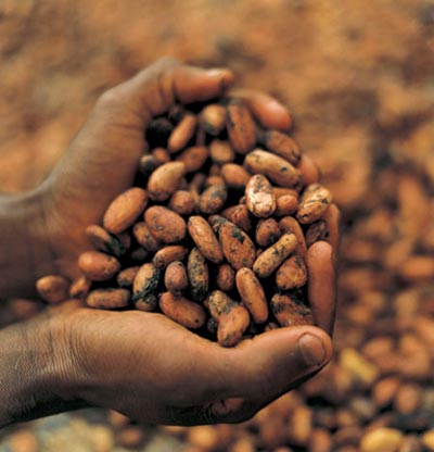 cocoa-beans