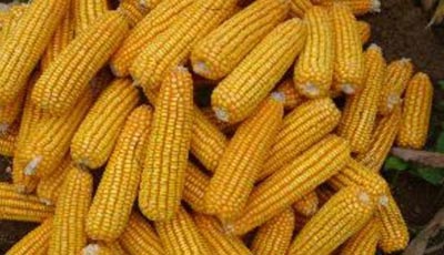 cornmark