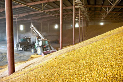 grain