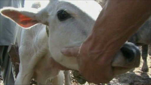livestock