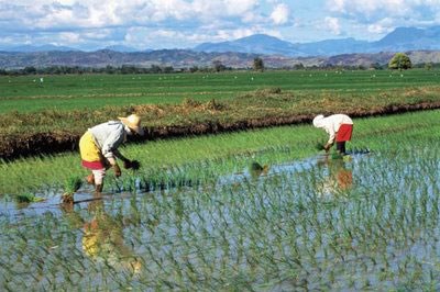 rice
