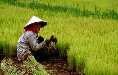 Rice