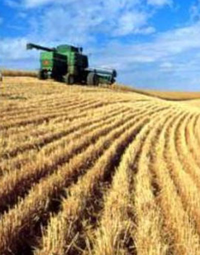 wheat