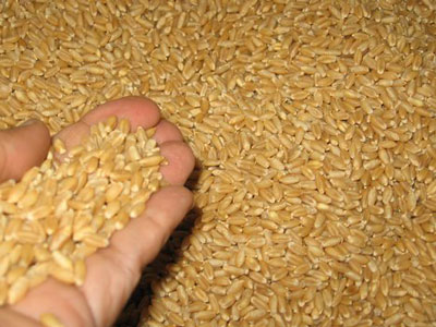 wheat