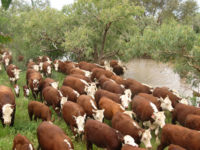cattle