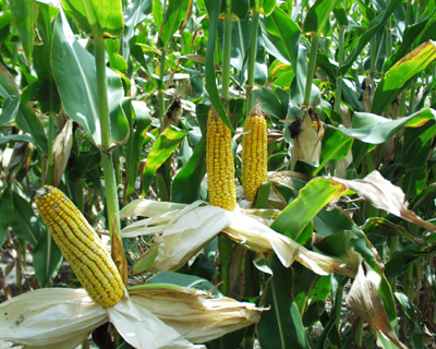 corn