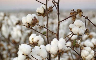 Cotton price