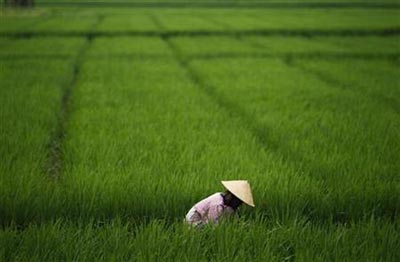 rice