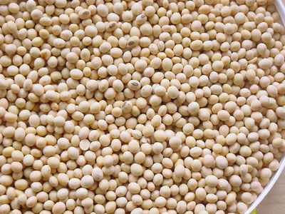 soybean