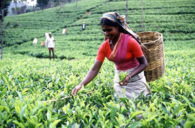 sri-lanka-tea-worker