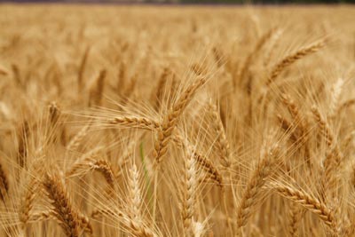 wheat