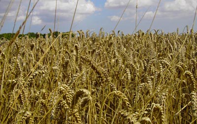 wheat