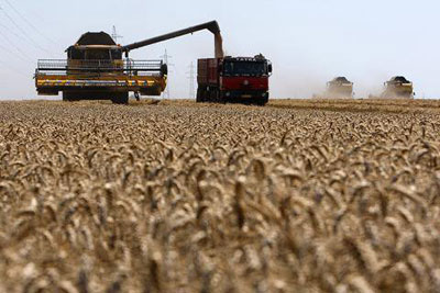 wheat