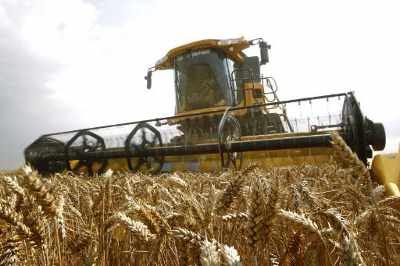 wheat