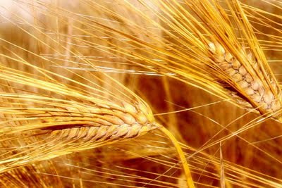wheat
