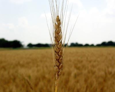 wheat