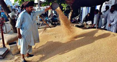 wheat-procurement