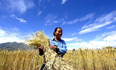 china-wheat