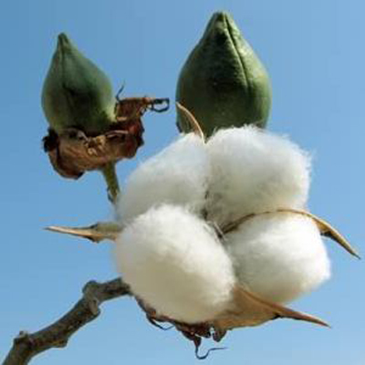 cotton-sowing