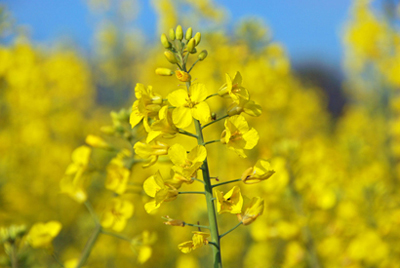 canola-crop