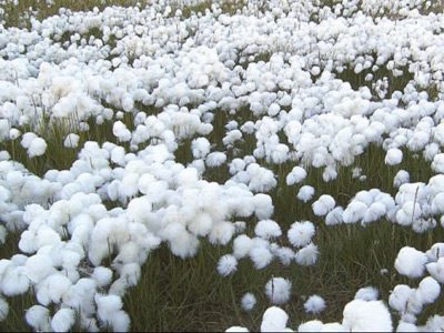 cotton
