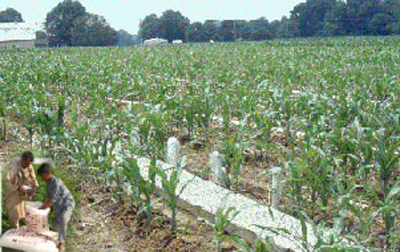 fertilizer