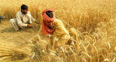 pak-farm