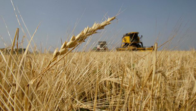russia-grain-crop