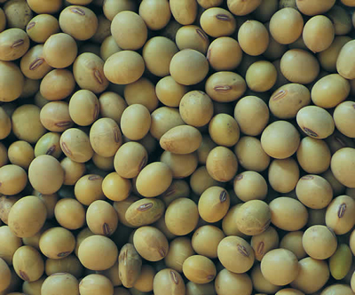 soybeans