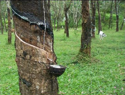 natural-rubber