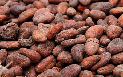 cocoa