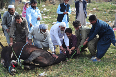 Eid_Ul_Azha