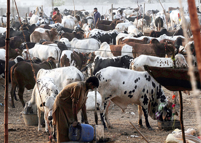 livestock